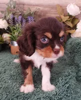 #2 Male (Tilley's), a male Cavalier King Charles Spaniel for sale in Paris, KY – Photo 2 of 4