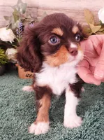 #2 Male (Tilley's), a male Cavalier King Charles Spaniel for sale in Paris, KY – Photo 1 of 4