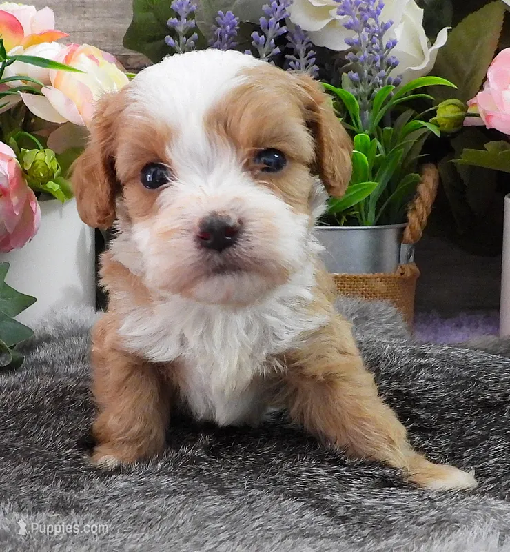 #4 Male (Kate's) – Cavapoo puppy for sale in Paris, KY