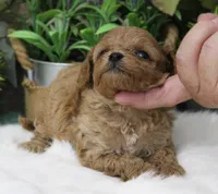 #1 Female (Ginger's), a female Cavapoo for sale in Paris, KY – 7 of 10