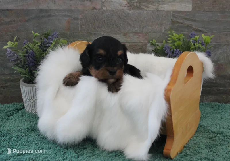 Patsys #5 Male – Cavapoo puppy for sale in Paris, KY