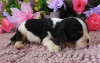 #2 Male (Lulu's), a male Cavalier King Charles Spaniel for sale in Paris, KY – 2 of 3