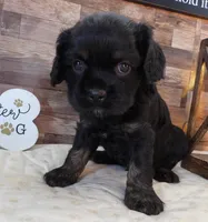 #2 Male (Blackie's), a male Cockalier for sale in Paris, KY – 1 of 3