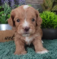 #5 Male (Zoey's), a male Cavapoo for sale in Paris, KY – Photo 2 of 3