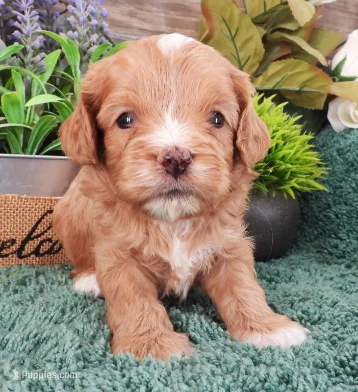 #5 Male (Zoey's) – Cavapoo puppy for sale in Paris, KY