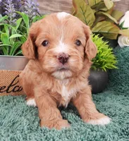 #5 Male (Zoey's), a male Cavapoo for sale in Paris, KY – Photo 1 of 3