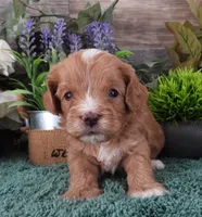 #5 Male (Zoey's), a male Cavapoo for sale in Paris, KY – Photo 3 of 3