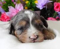 #1 Female (Whitney's), a female Cavapoo for sale in Paris, KY – 3 of 5