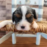 #3 Male (Tippie's), a male Cavalier King Charles Spaniel for sale in Paris, KY – Photo 9 of 10