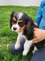 #3 Male (Tippie's), a male Cavalier King Charles Spaniel for sale in Paris, KY – Photo 3 of 10