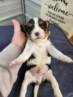 #3 Male (Tippie's), a male Cavalier King Charles Spaniel for sale in Paris, KY – Photo 5 of 5