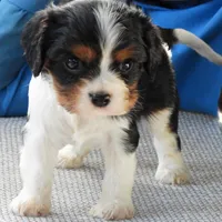 #3 Male (Tippie's), a male Cavalier King Charles Spaniel for sale in Paris, KY – Photo 5 of 10