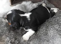 #3 Male (Tippie's), a male Cavalier King Charles Spaniel for sale in Paris, KY – Photo 4 of 5