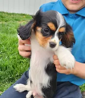 #3 Male (Tippie's), a male Cavalier King Charles Spaniel for sale in Paris, KY – Photo 4 of 10
