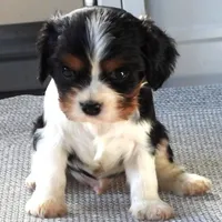 #3 Male (Tippie's), a male Cavalier King Charles Spaniel for sale in Paris, KY – Photo 8 of 10