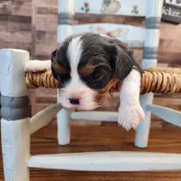 #3 Male (Tippie's), a male Cavalier King Charles Spaniel for sale in Paris, KY – Photo 10 of 10