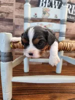#3 Male (Tippie's), a male Cavalier King Charles Spaniel for sale in Paris, KY – Photo 2 of 5