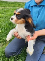 #3 Male (Tippie's), a male Cavalier King Charles Spaniel for sale in Paris, KY – Photo 2 of 10