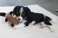 #3 Male (Tippie's), a male Cavalier King Charles Spaniel for sale in Paris, KY – Photo 6 of 10