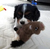 #3 Male (Tippie's), a male Cavalier King Charles Spaniel for sale in Paris, KY – Photo 7 of 10