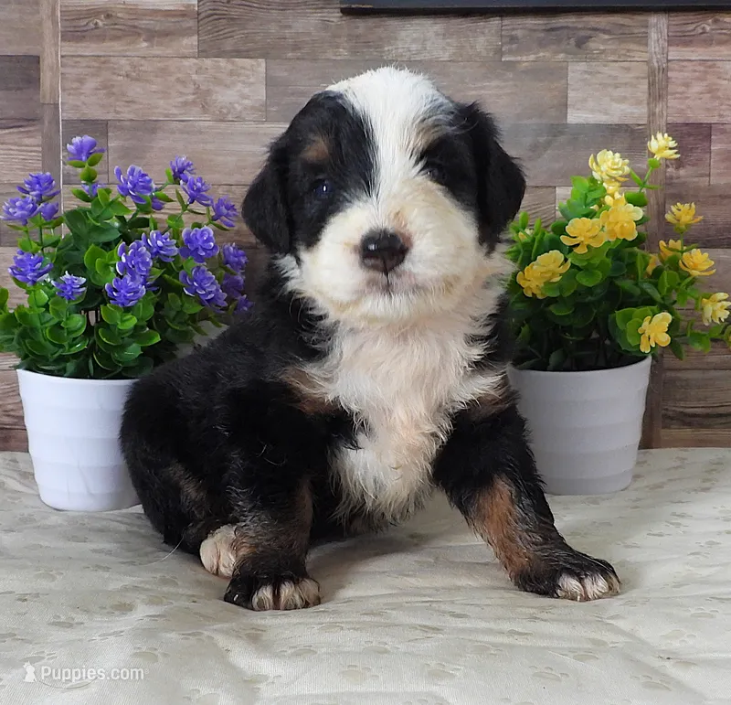 #4 Female (Splash's) – Miniature Bernedoodle puppy for sale in Paris, KY