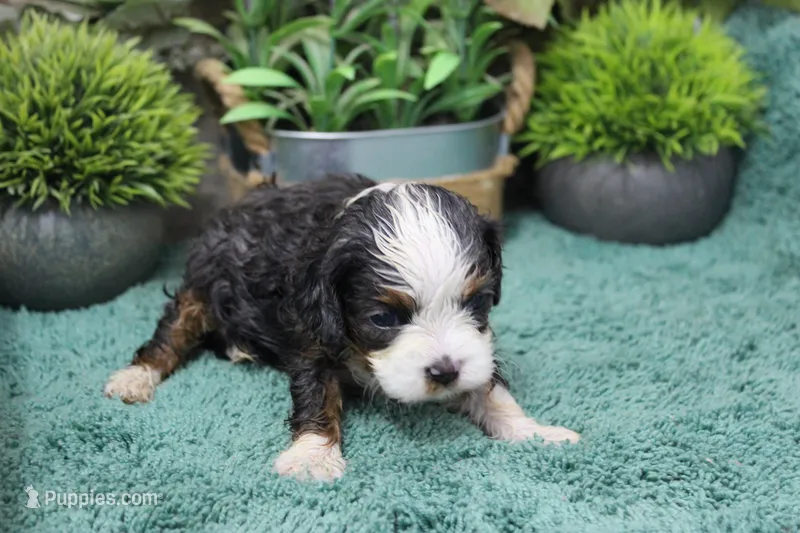 #2 Female (Chloe's) – Cavapoo puppy for sale in Paris, KY