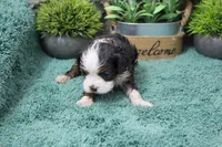 #2 Female (Chloe's), a female Cavapoo for sale in Paris, KY – Photo 2 of 2
