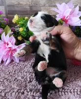 #4 Female (Splash's), a female Miniature Bernedoodle for sale in Paris, KY – 2 of 3