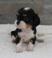#3 Male (Ruby), a male Cavalier King Charles Spaniel for sale in Paris, KY – 4 of 10