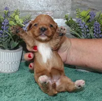 Patsys #2 Female, a female Cavapoo for sale in Paris, KY – 2 of 2