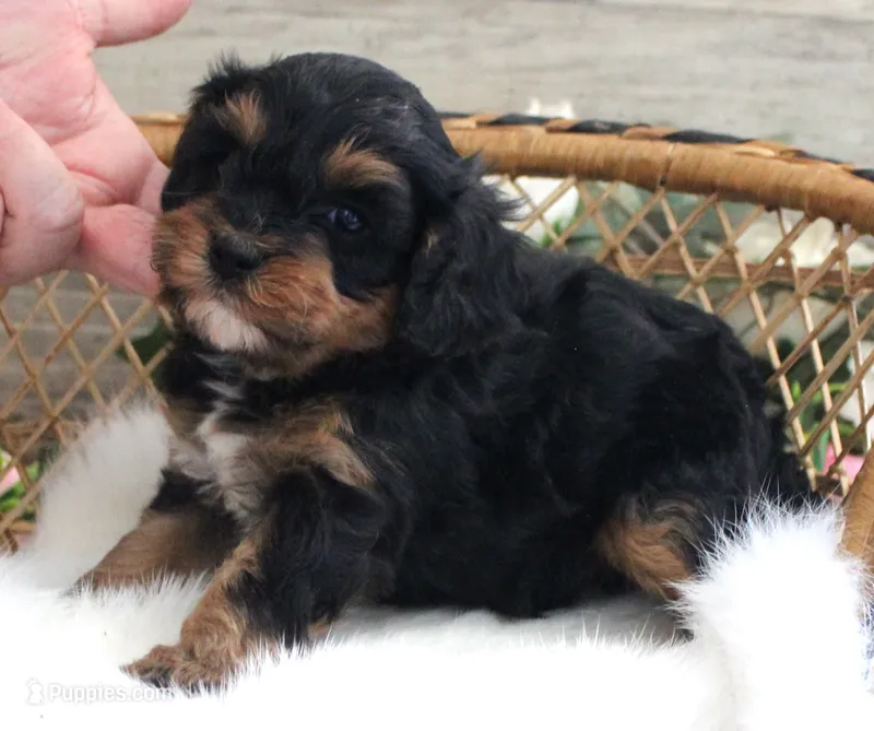 #6 Male (Autumn's) – Cavapoo puppy for sale in Paris, KY