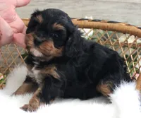 #6 Male (Autumn's), a male Cavapoo for sale in Paris, KY – 1 of 7