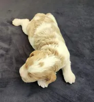 #3 Female (Leslie's), a female Cockapoo for sale in Paris, KY – 2 of 2