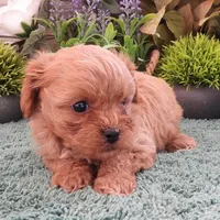 #1 Female (Ginger's), a female Cavapoo for sale in Paris, KY – 3 of 10