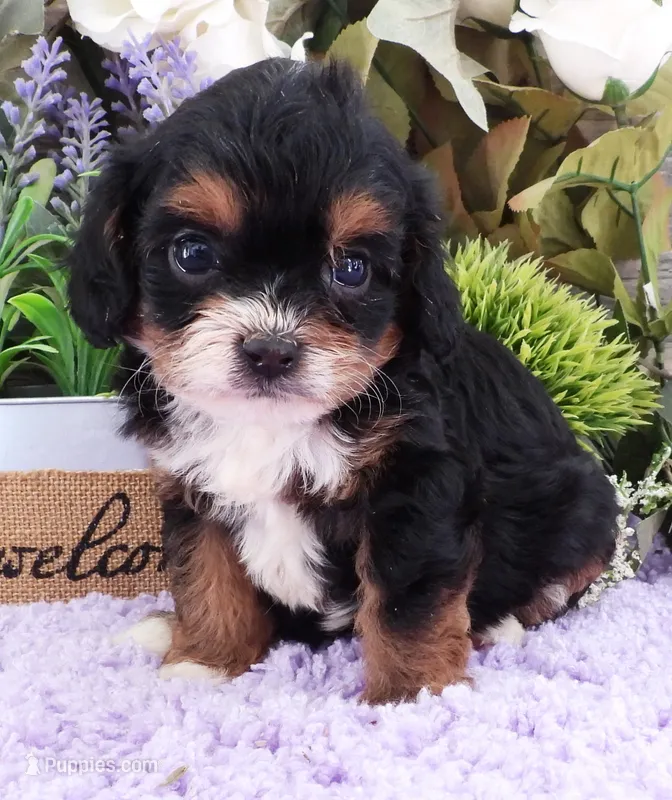 #1 Female (Suzy's) – Cavapoo puppy on hold in Paris, KY