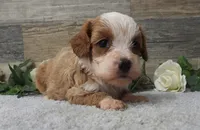 #1 Female (Piper's), a female Cavapoo for sale in Paris, KY – 2 of 3