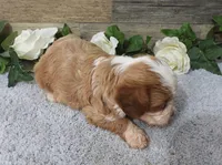 #1 Female (Piper's), a female Cavapoo for sale in Paris, KY – 3 of 3