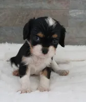 #3 Male (Ruby), a male Cavalier King Charles Spaniel for sale in Paris, KY – 3 of 10