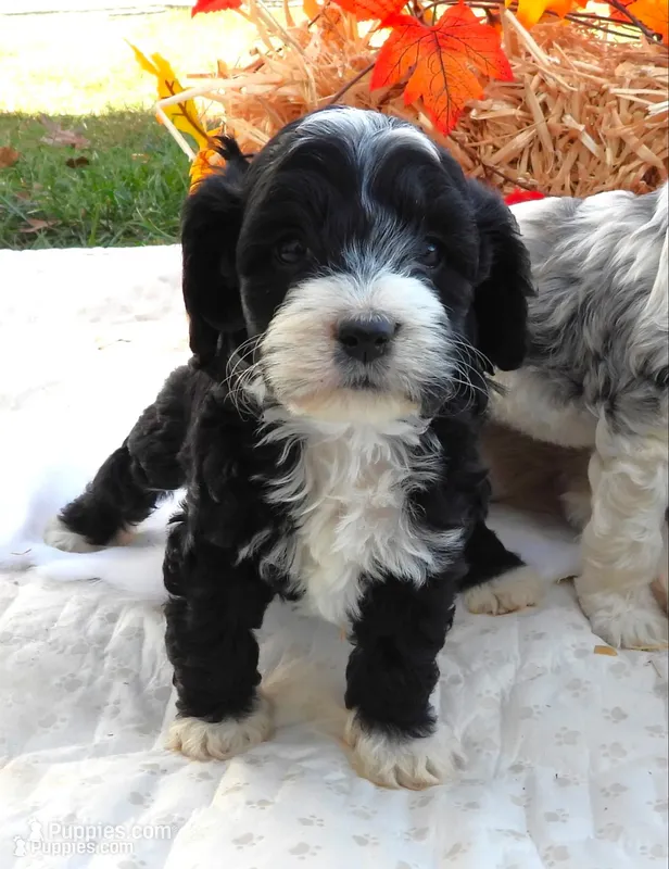 #1 Female (Leslie's) – Cockapoo puppy for sale in Paris, KY