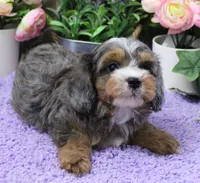 #4 Male (Autumn's), a male Cavapoo for sale in Paris, KY – 2 of 7
