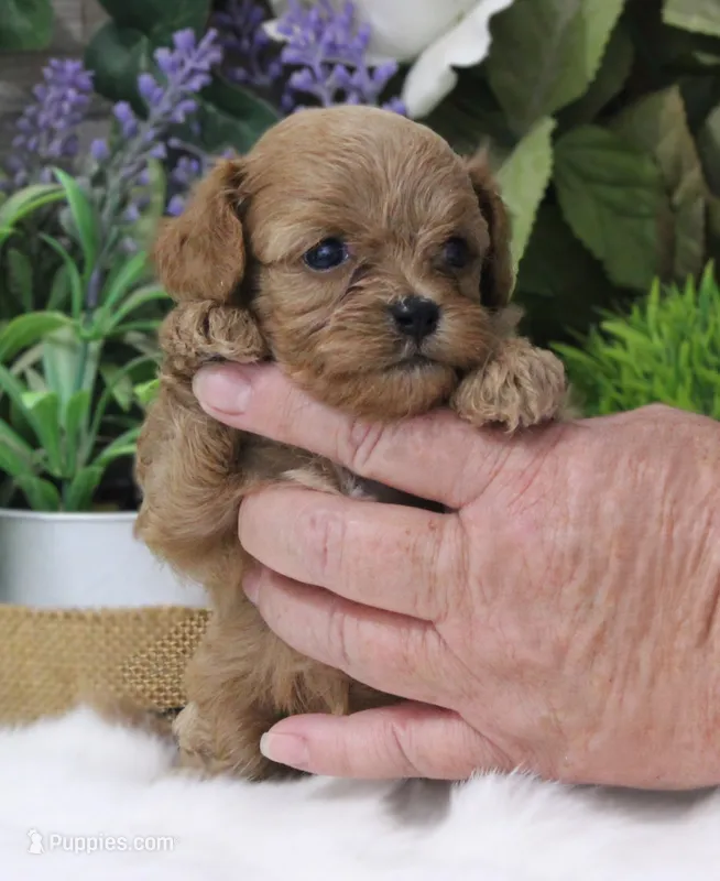 #1 Female (Ginger's) – Cavapoo puppy on hold in Paris, KY