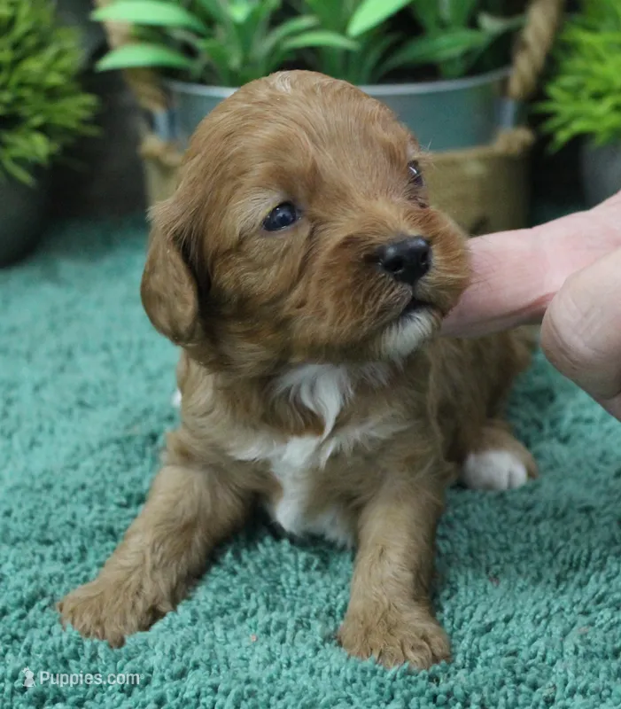 #1 Female (Dottie's) – Cavapoo puppy for sale in Paris, KY