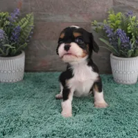#3 Male (Ruby), a male Cavalier King Charles Spaniel for sale in Paris, KY – 7 of 10