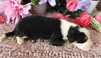 #7 Male (Splash's), a male Miniature Bernedoodle for sale in Paris, KY – 3 of 3