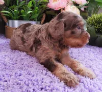 #4 Male (Dawn's), a male Cavapoo for sale in Paris, KY – 6 of 7