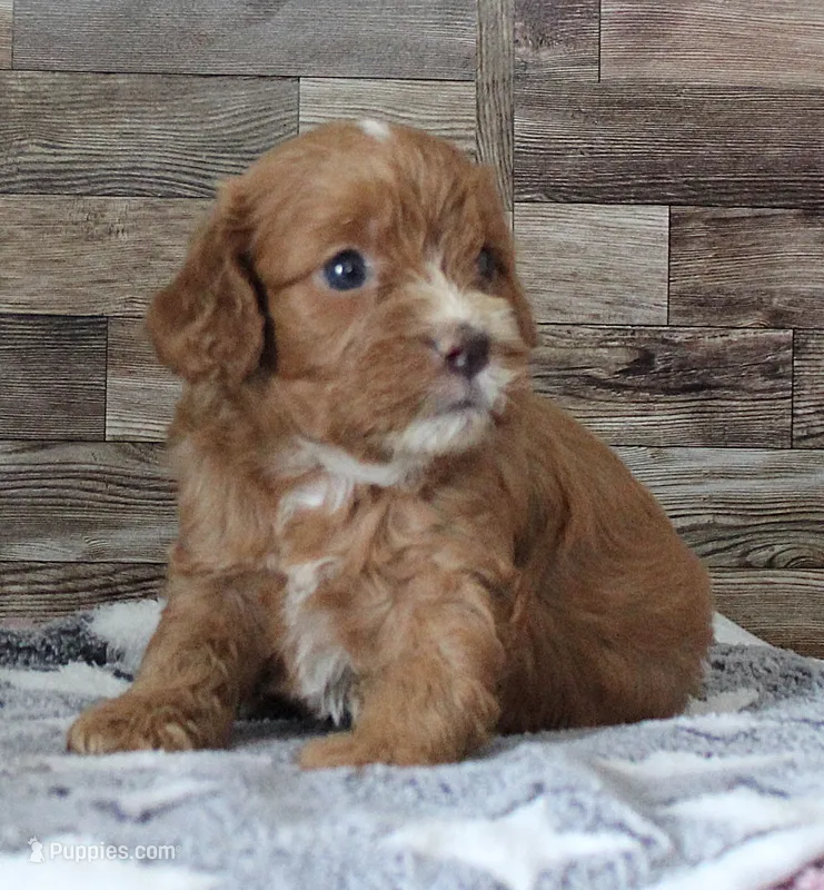 Tara #1 Male – Cavapoo puppy for sale in Paris, KY