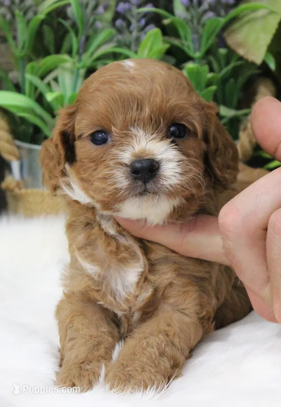 #2 Male (Suzy's) – Cavapoo puppy on hold in Paris, KY