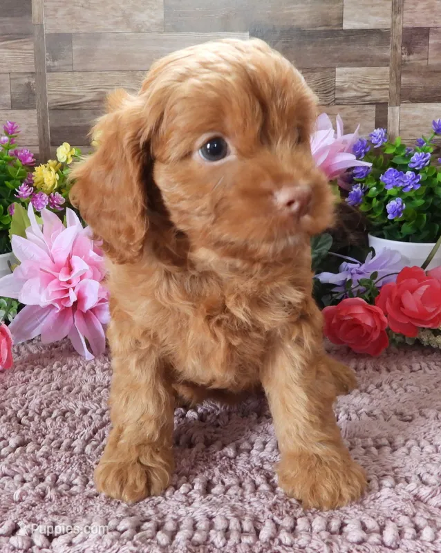 #2 Female (Tara) – Cavapoo puppy for sale in Paris, KY