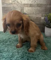#2 Female Ruby, a female Cavalier King Charles Spaniel for sale in Paris, KY – 2 of 5