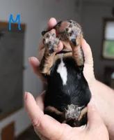 #5 Male (Ruby), a male Cavalier King Charles Spaniel for sale in Paris, KY – 2 of 2